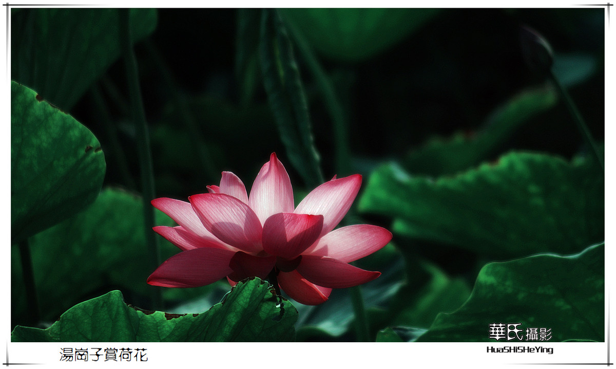 色眼看花——汤岗子赏荷花