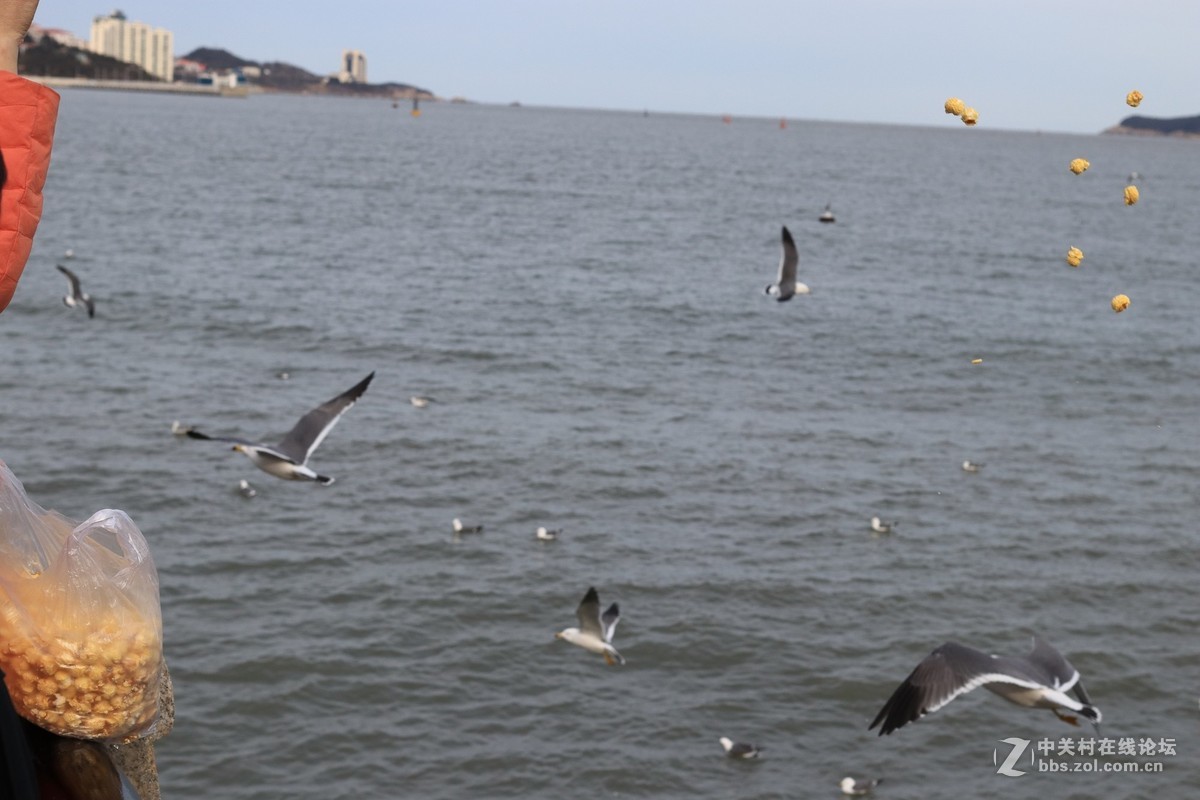 40饼干拍威海的海鸥