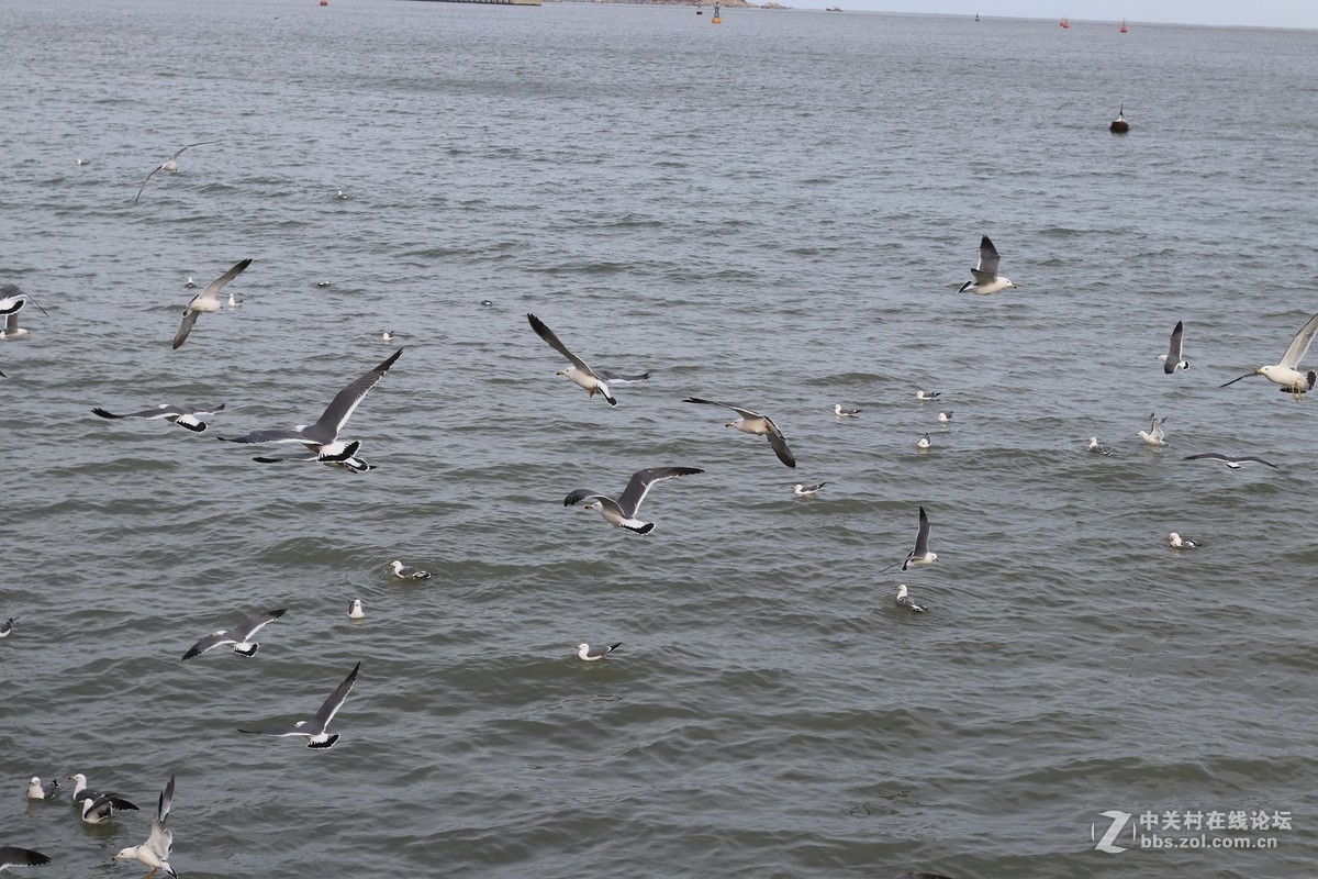 40饼干拍威海的海鸥