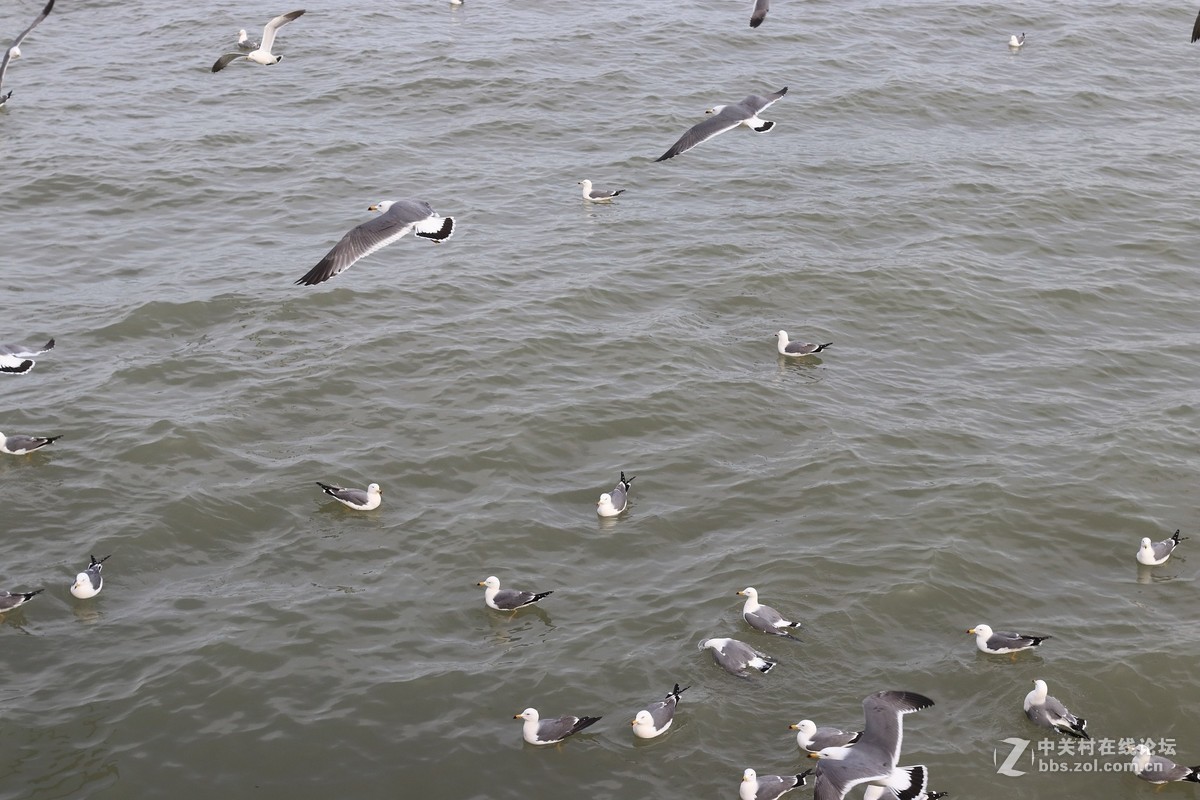 40饼干拍威海的海鸥