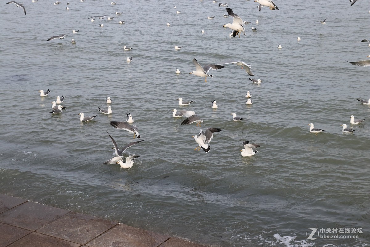 40饼干拍威海的海鸥