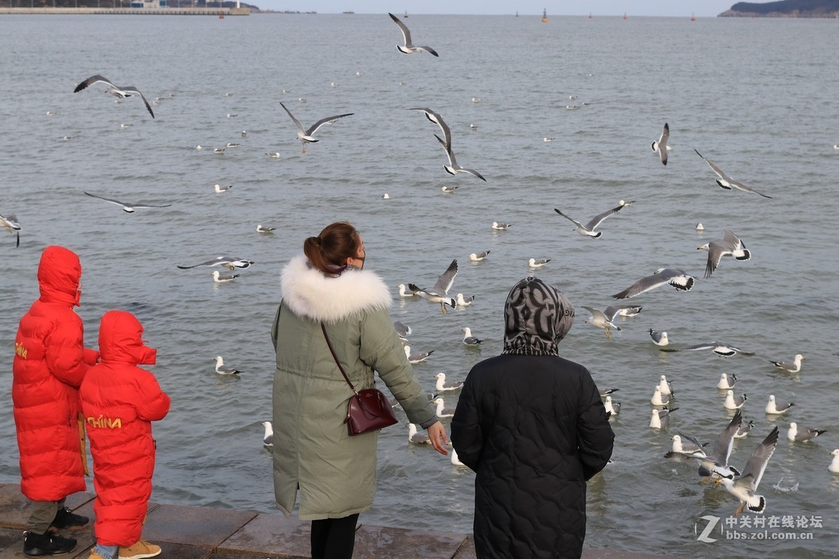 40饼干拍威海的海鸥