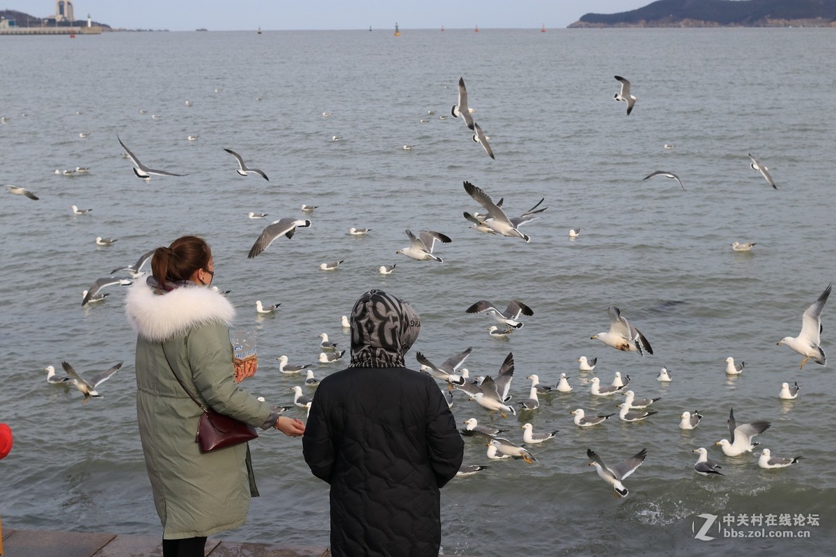 40饼干拍威海的海鸥