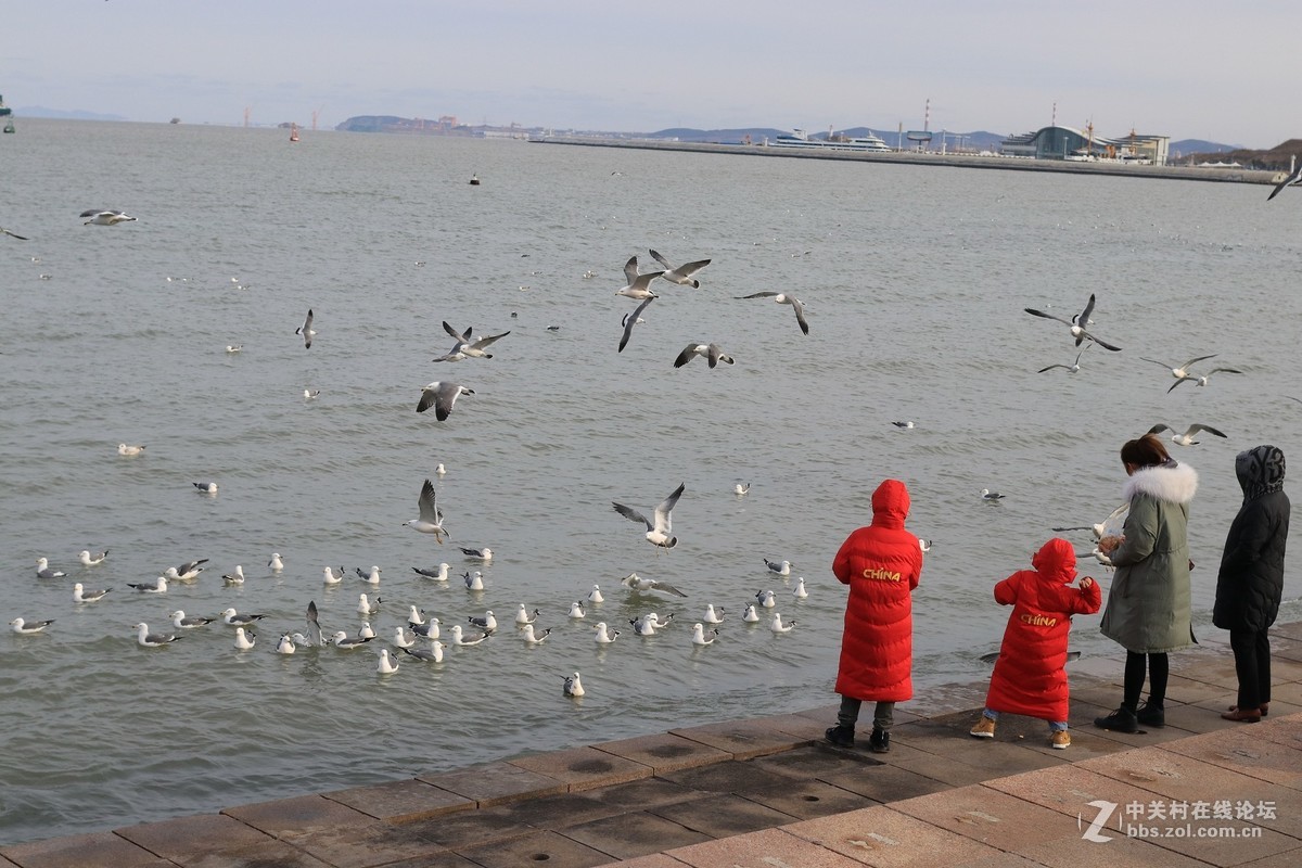 40饼干拍威海的海鸥