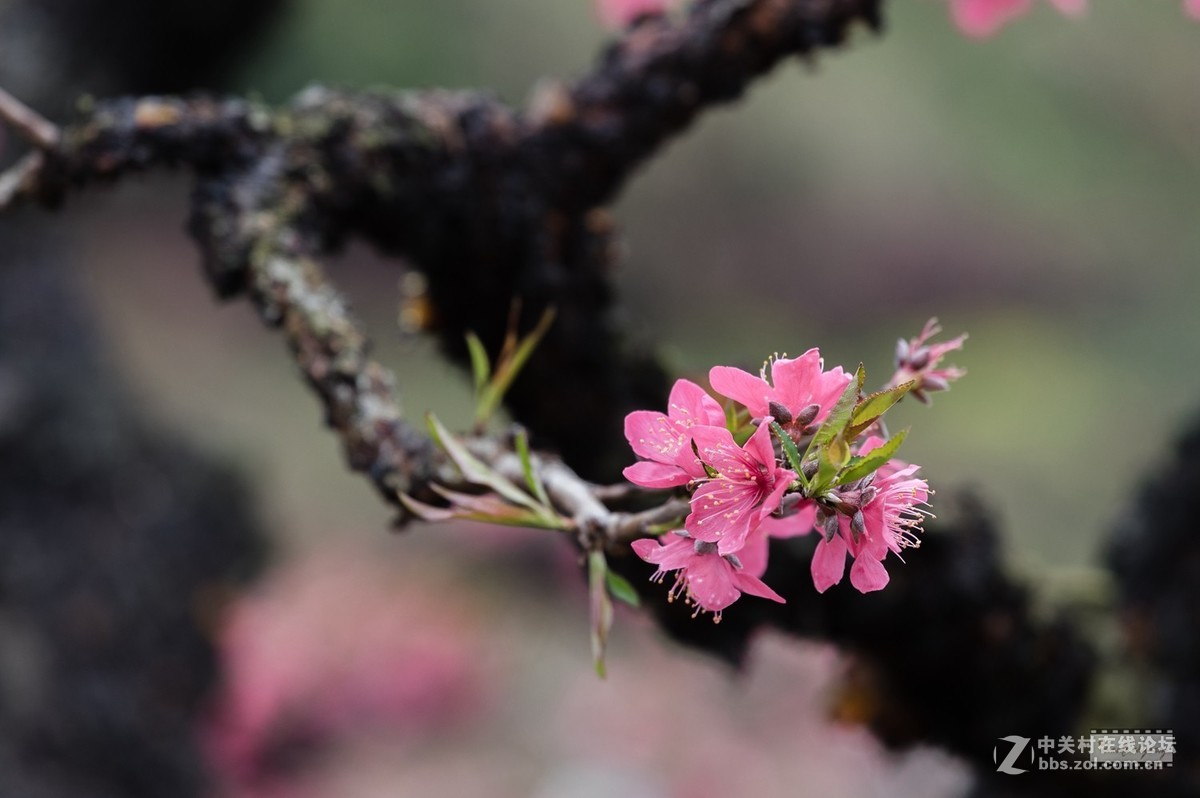 姻红粉白老树桃花