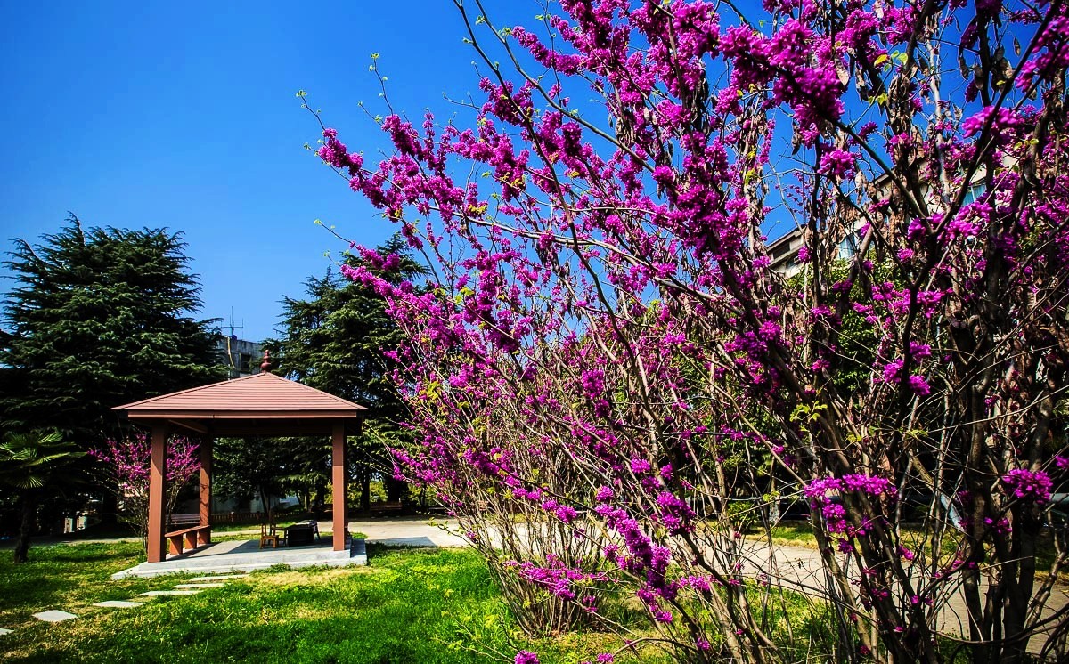 2015-03-31小区里的紫荆花-中关村在线摄影论坛