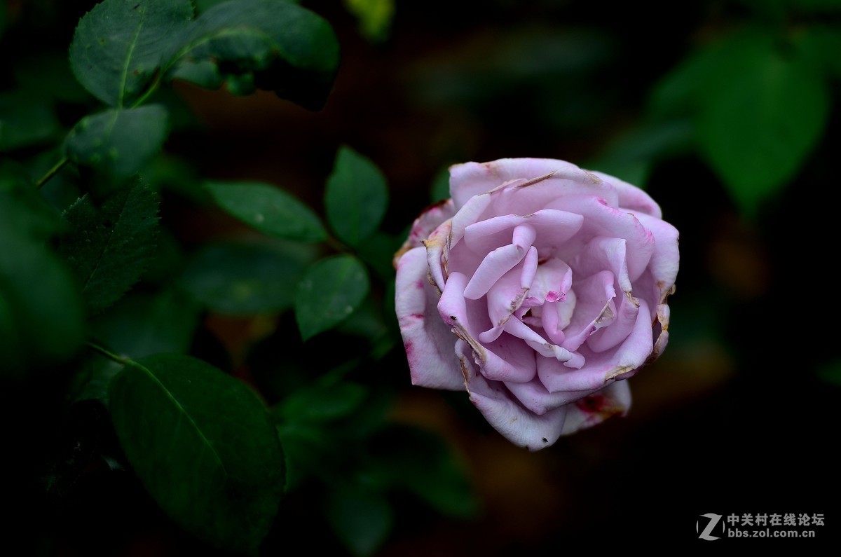 花卉世界-夺走多彩的月季-96