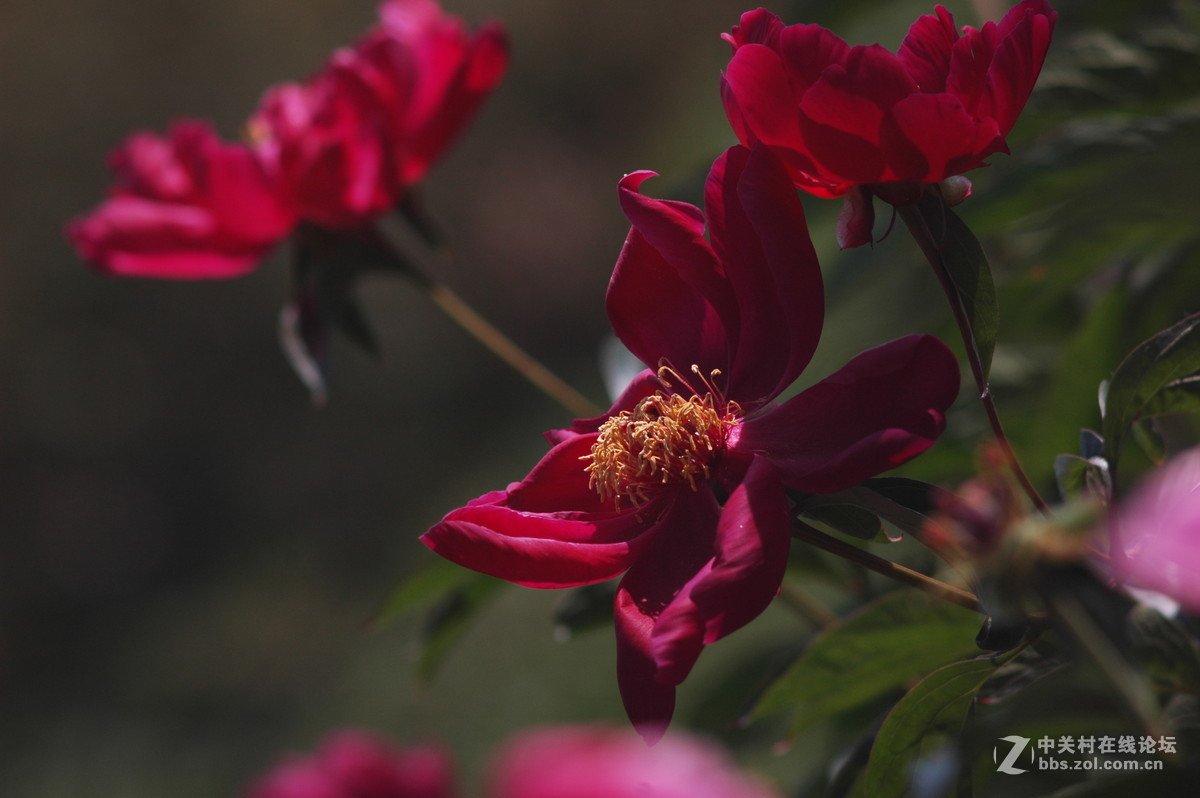 今天拍的芍药与月季花