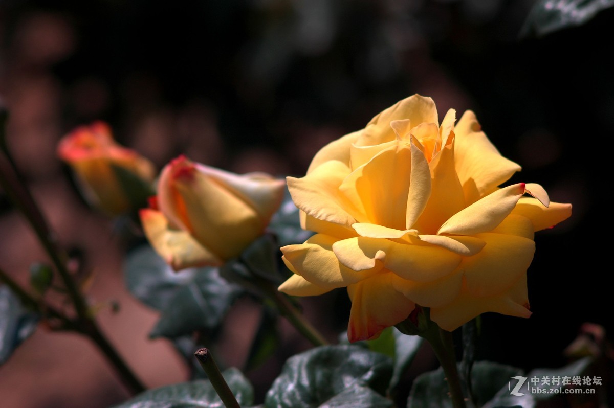 今天拍的芍药与月季花