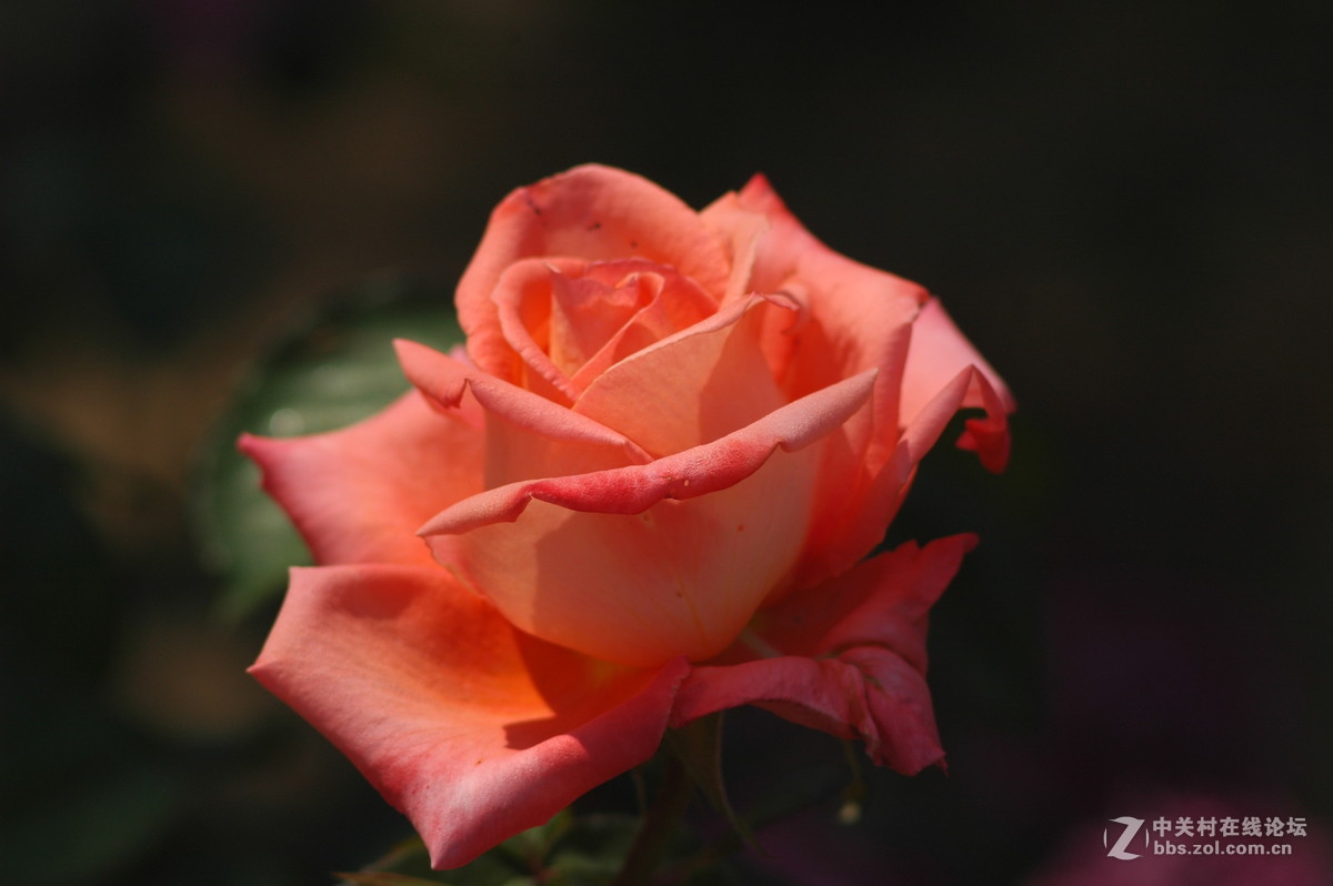 今天拍的芍药与月季花