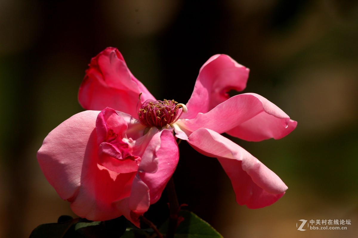 今天拍的芍药与月季花