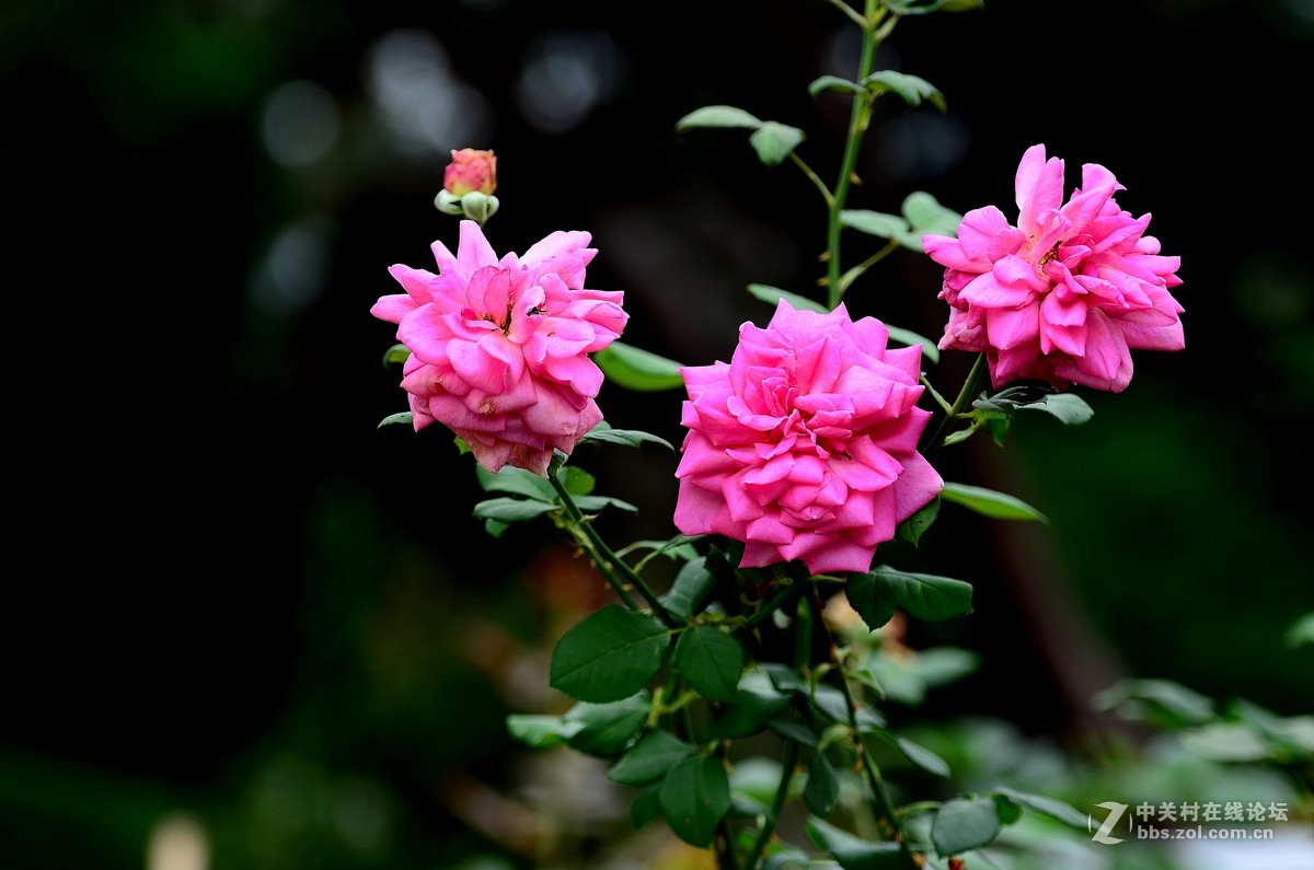 花卉世界-夺走多彩的月季-96