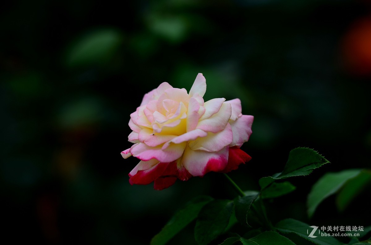 花卉世界-夺走多彩的月季-96