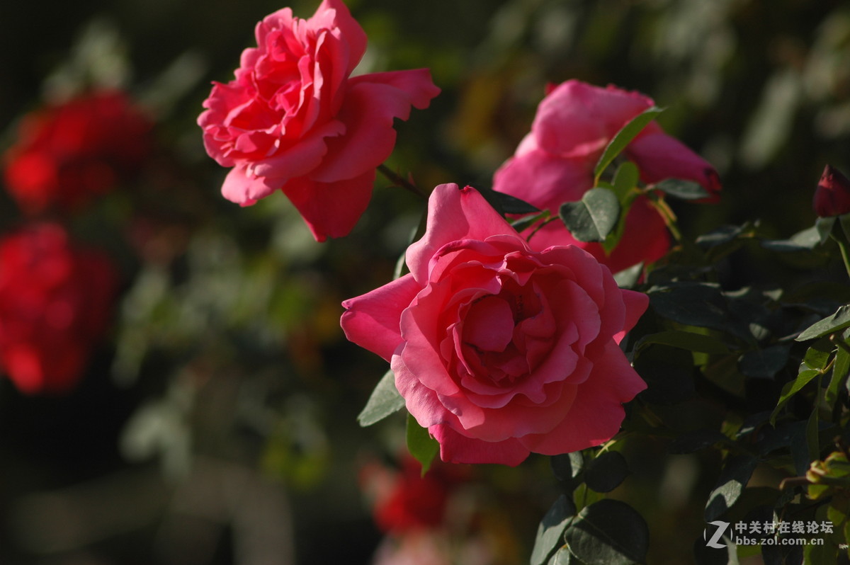今天拍的芍药与月季花
