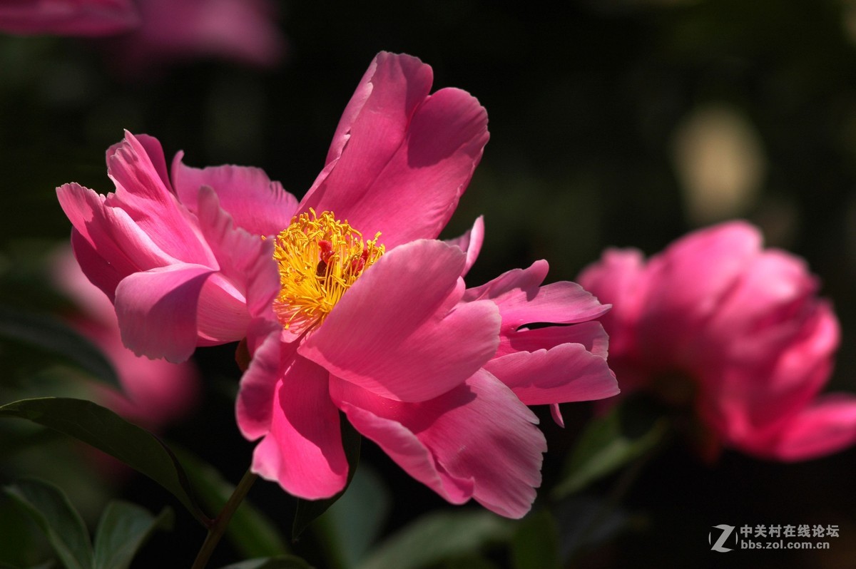 今天拍的芍药与月季花
