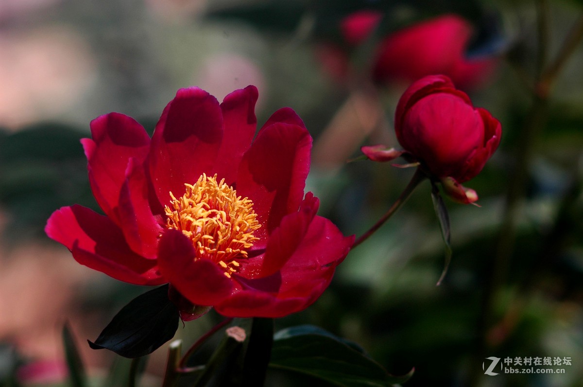 今天拍的芍药与月季花