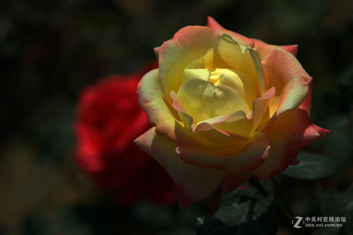 今天拍的芍药与月季花