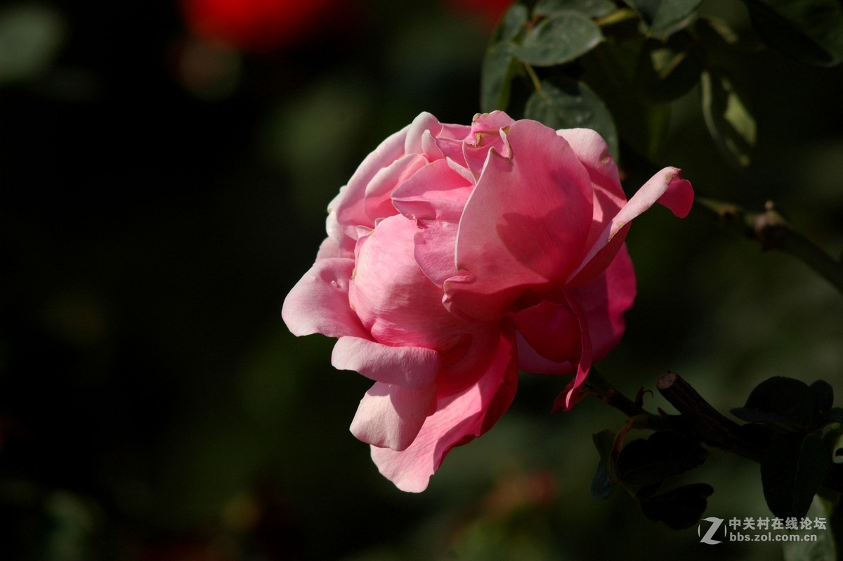 今天拍的芍药与月季花