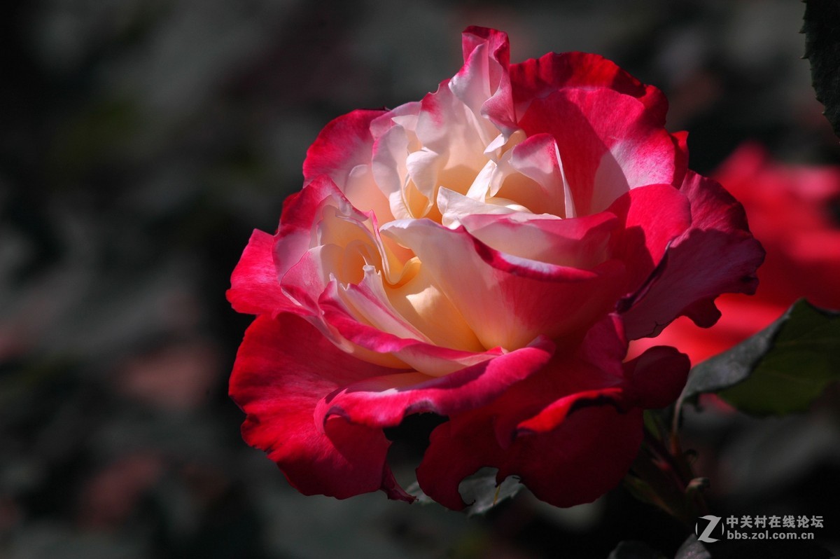 今天拍的芍药与月季花