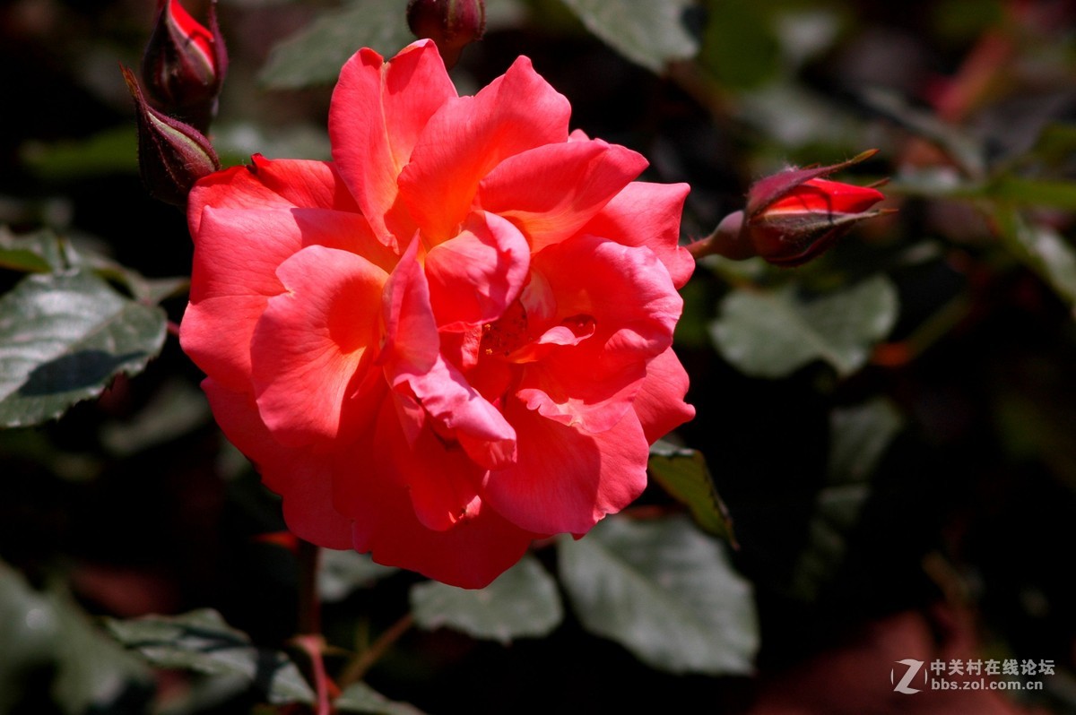 今天拍的芍药与月季花