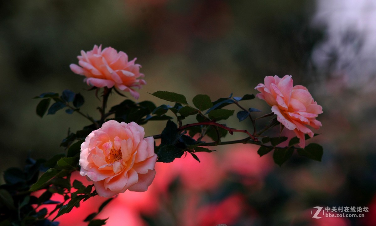 今天拍的芍药与月季花