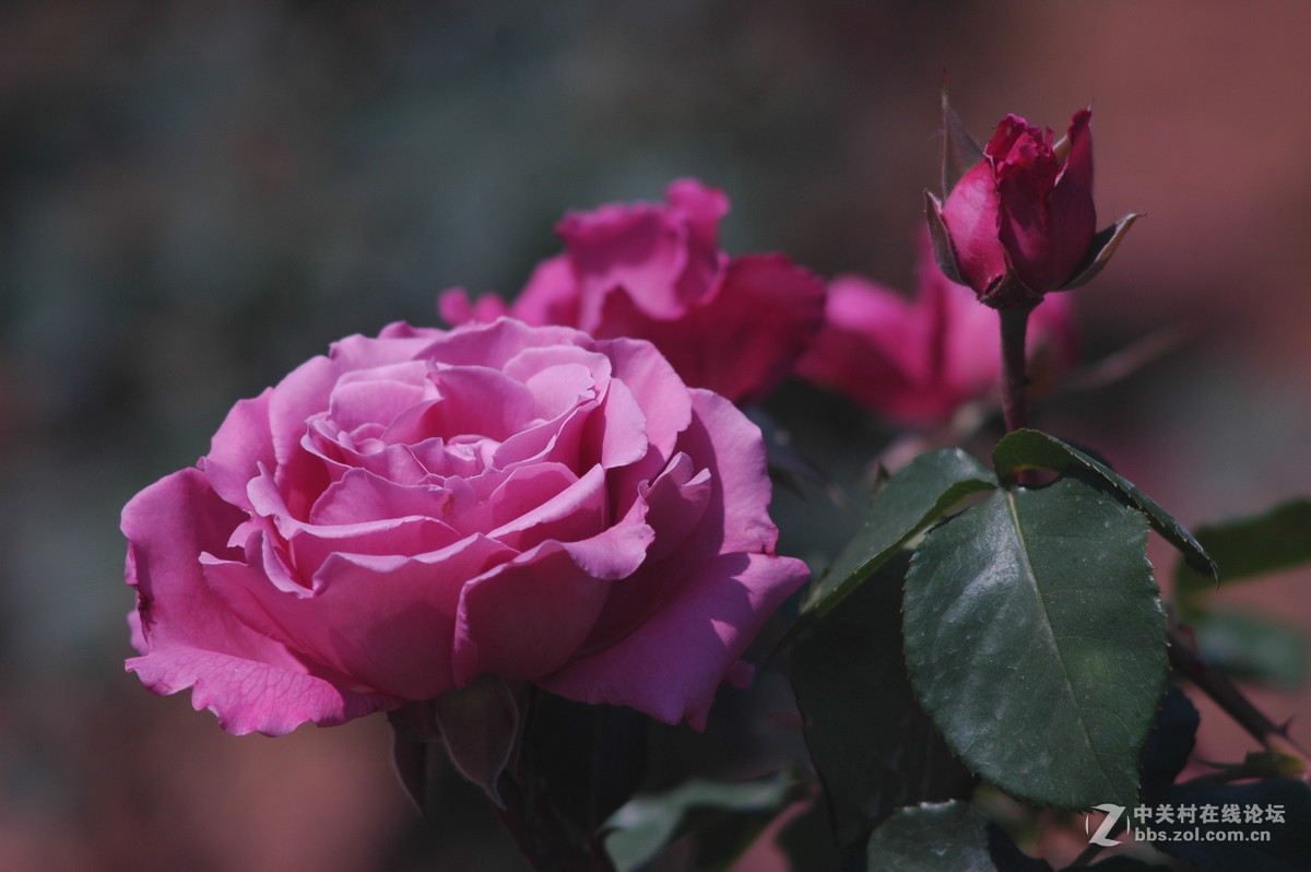 今天拍的芍药与月季花