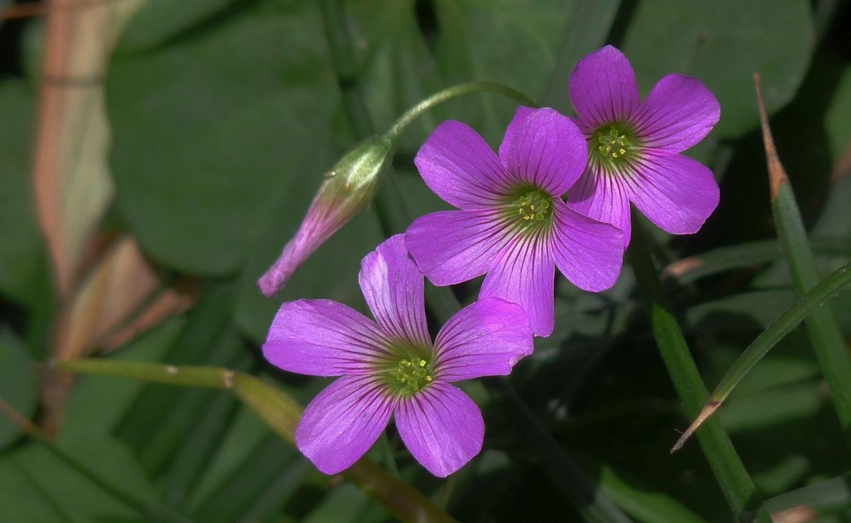 再拍酢漿草花