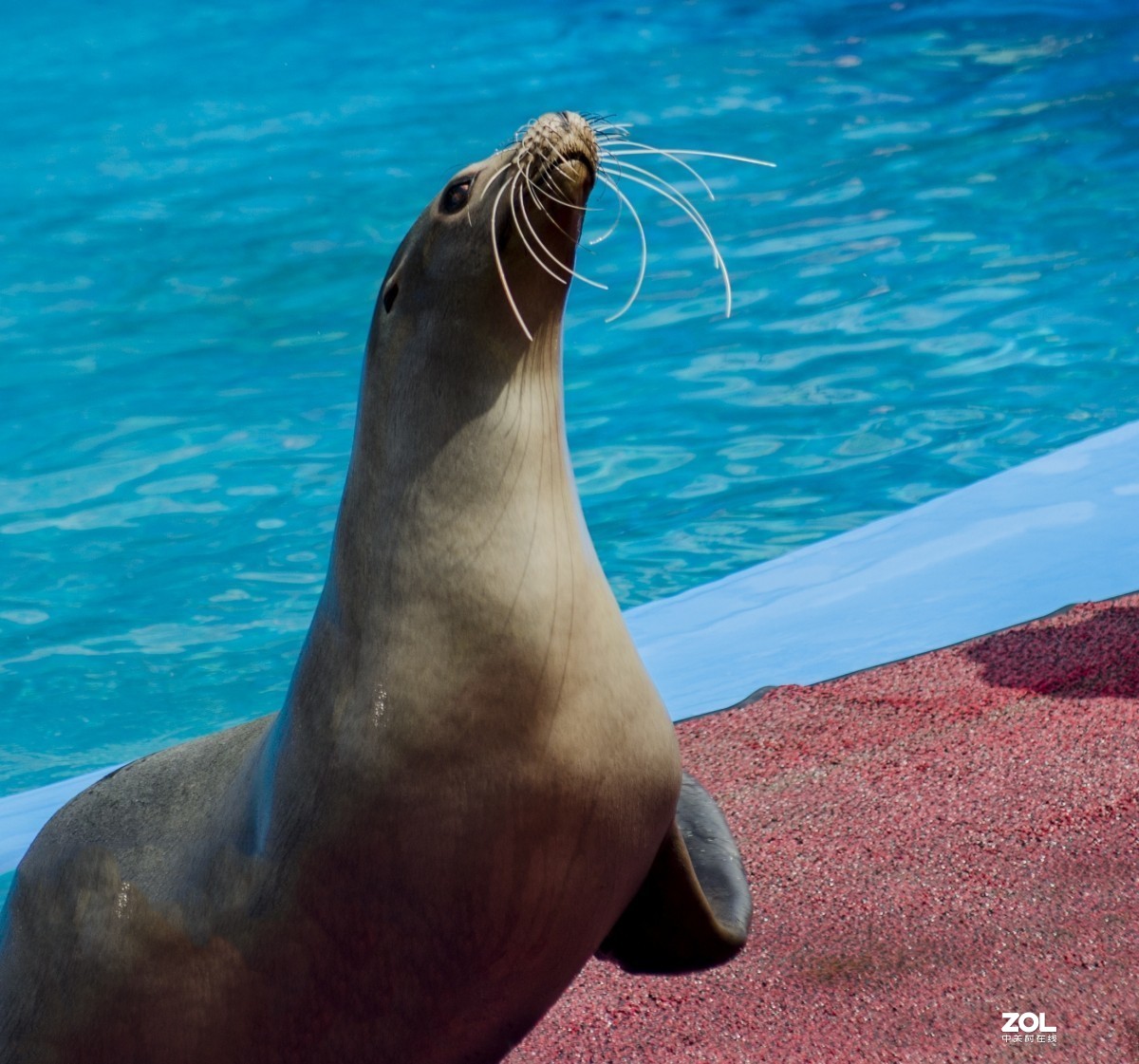 大连老虎滩海洋公园（馆内表演和海洋生物）