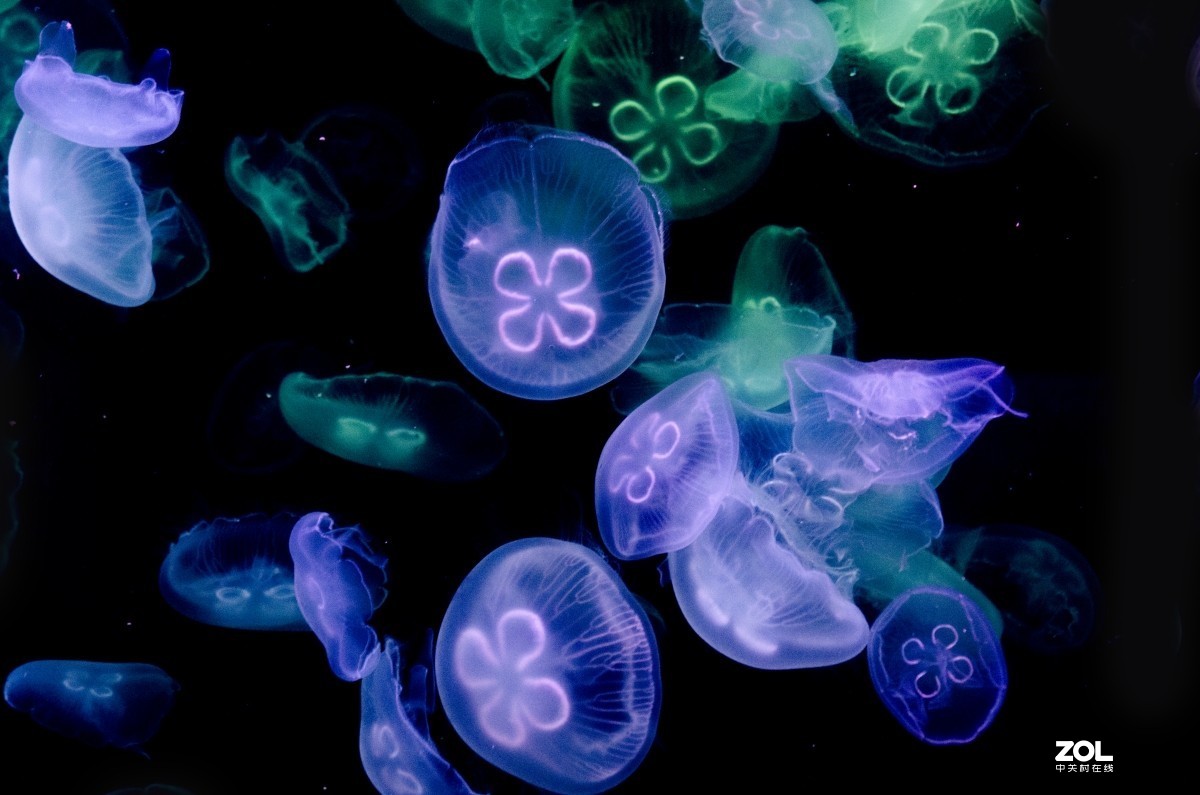 大连老虎滩海洋公园（馆内表演和海洋生物）