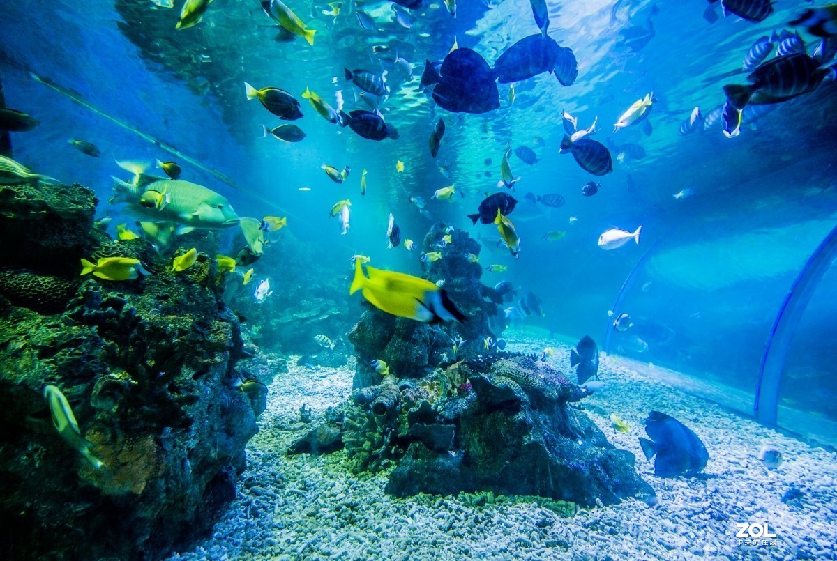 大连老虎滩海洋公园（馆内表演和海洋生物）