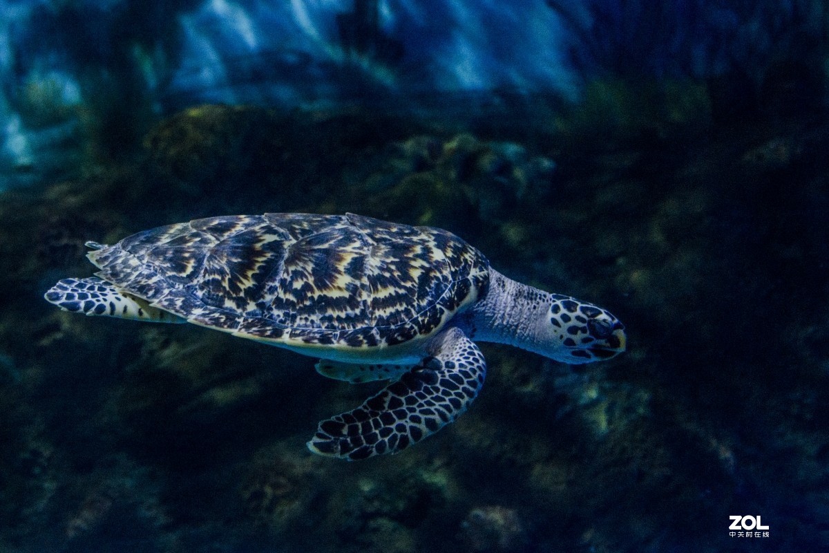 大连老虎滩海洋公园（馆内表演和海洋生物）