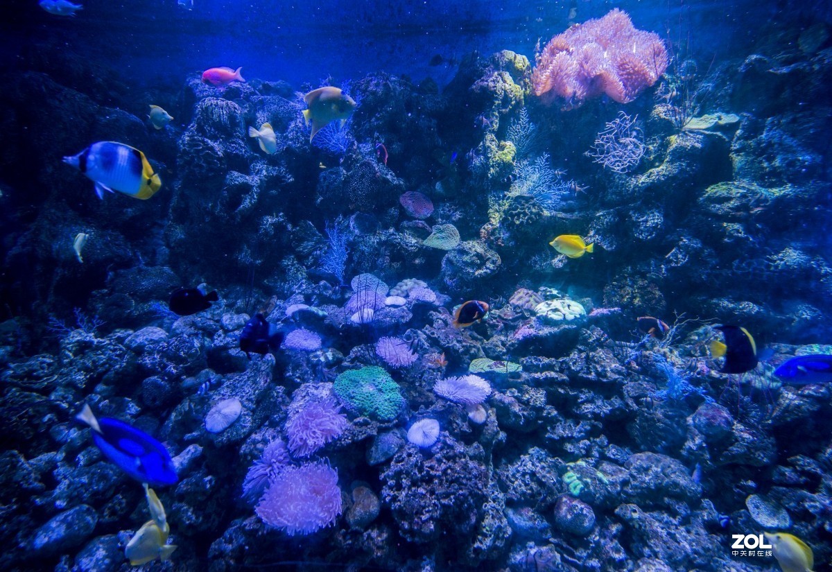 大连老虎滩海洋公园（馆内表演和海洋生物）