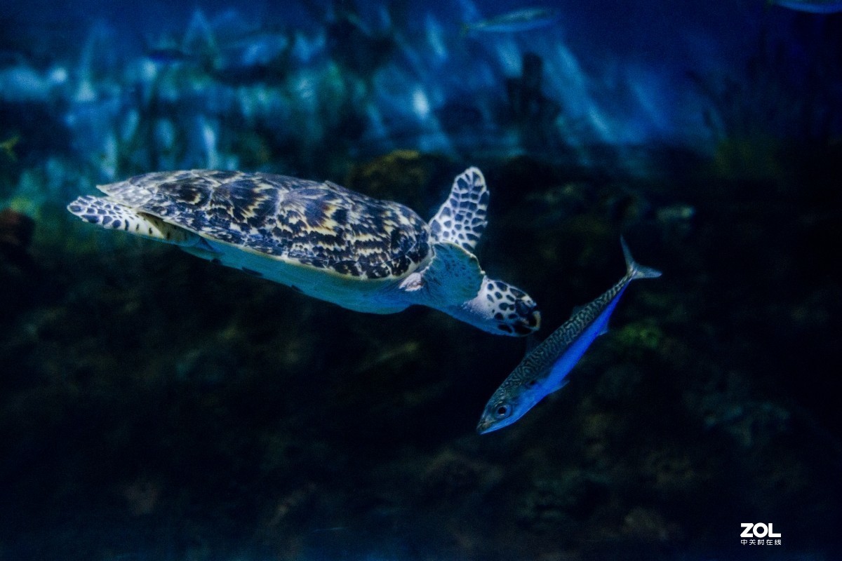 大连老虎滩海洋公园（馆内表演和海洋生物）