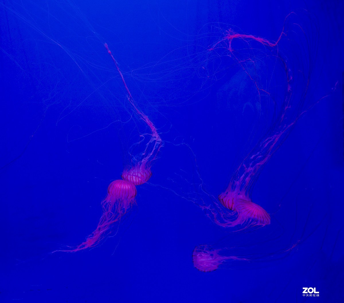 大连老虎滩海洋公园（馆内表演和海洋生物）