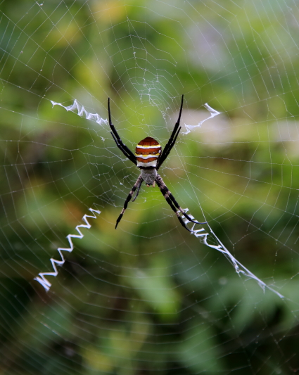 会写英文字的蜘蛛