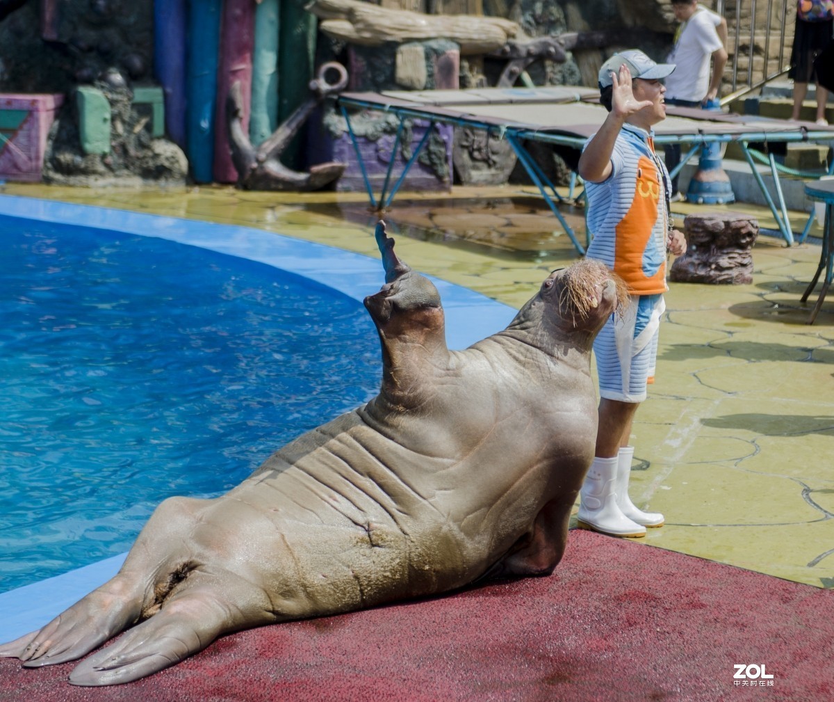 大连老虎滩海洋公园（馆内表演和海洋生物）