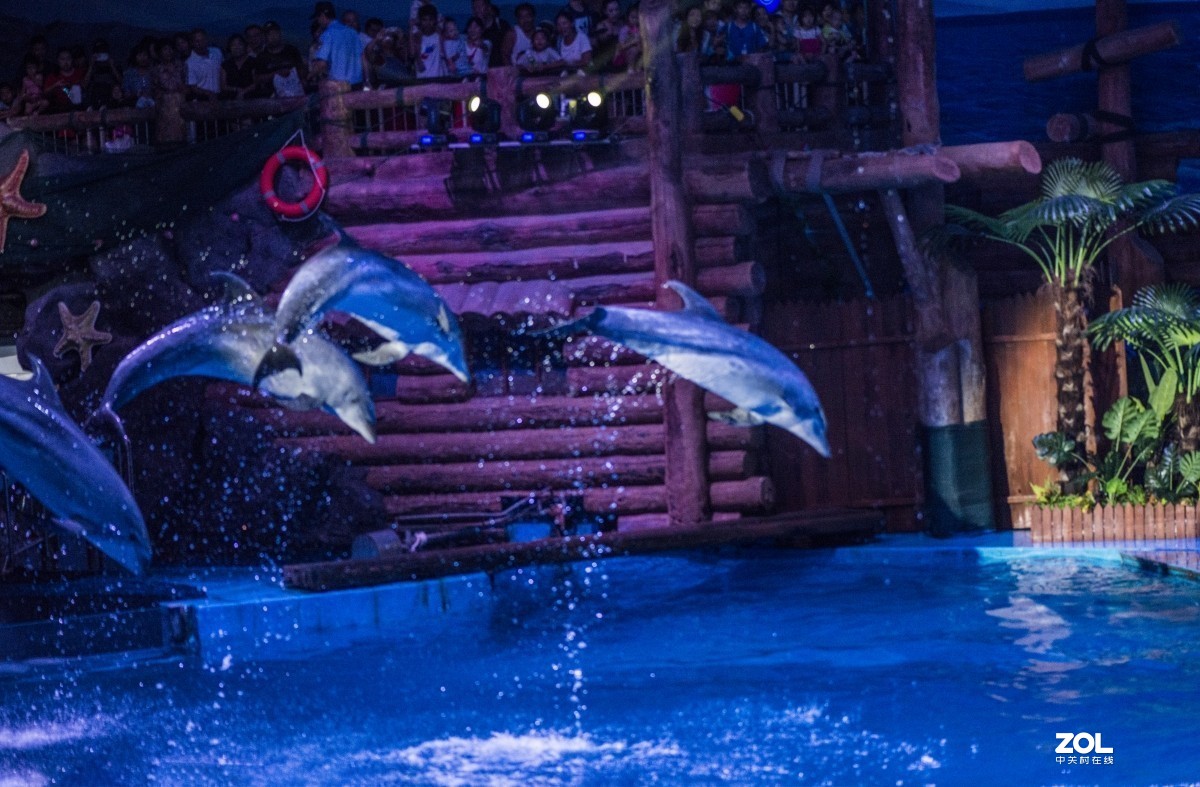 大连老虎滩海洋公园（馆内表演和海洋生物）
