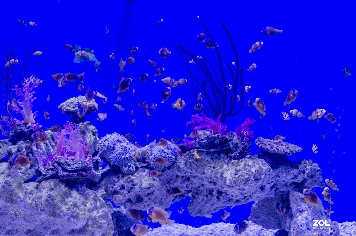 大连老虎滩海洋公园（馆内表演和海洋生物）