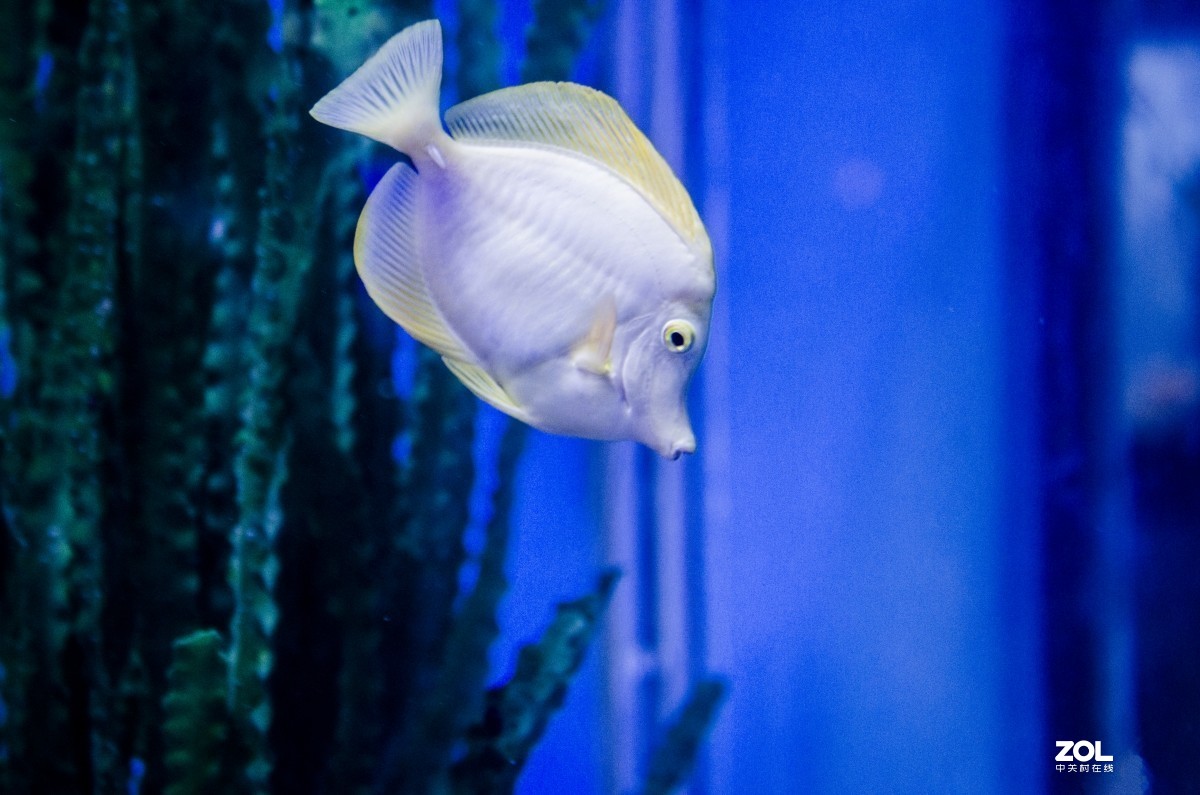 大连老虎滩海洋公园（馆内表演和海洋生物）