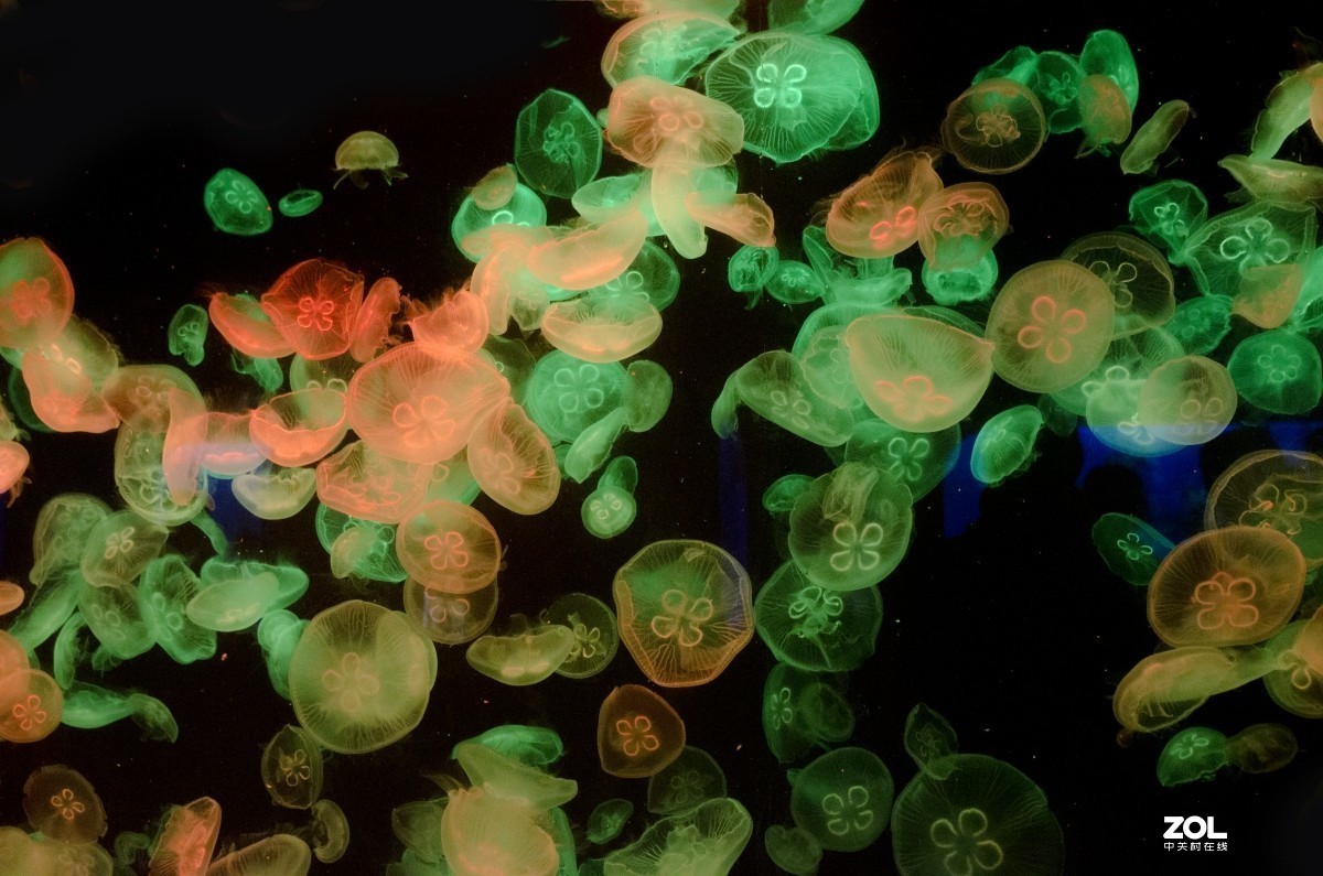 大连老虎滩海洋公园（馆内表演和海洋生物）