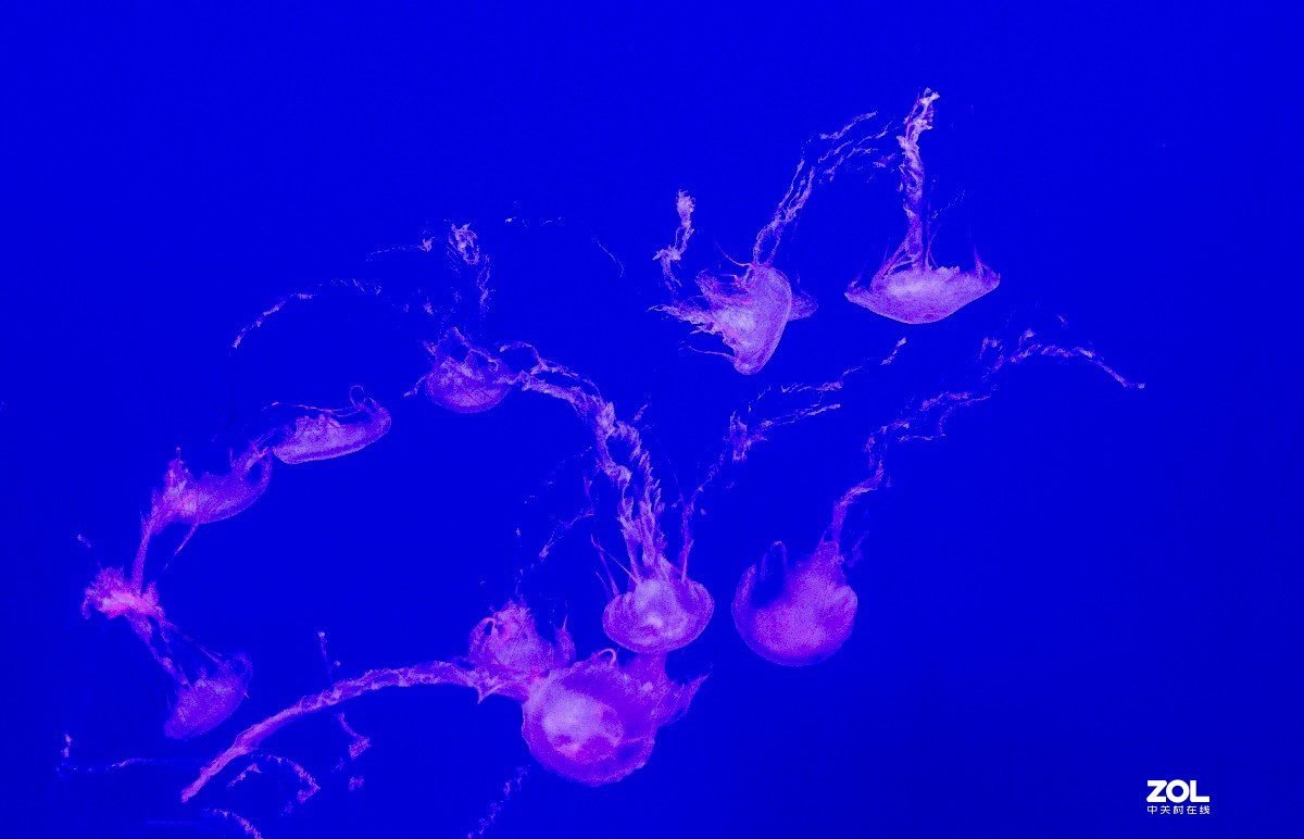 大连老虎滩海洋公园（馆内表演和海洋生物）