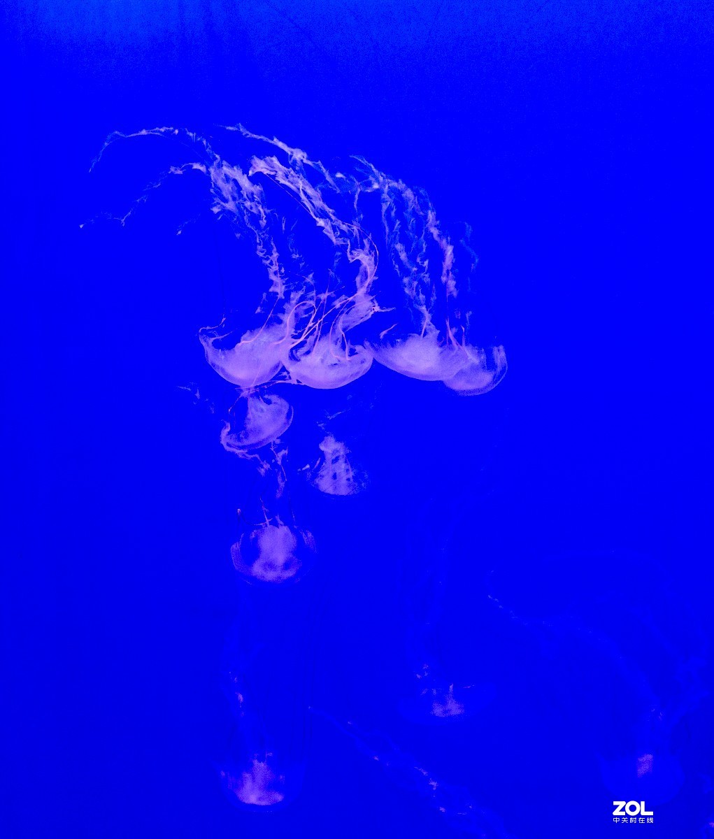 大连老虎滩海洋公园（馆内表演和海洋生物）