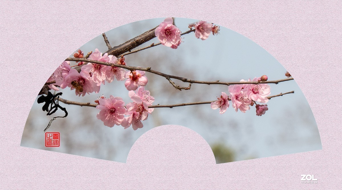 ◆◆◆◆◆天下争春梅先知◆◆◆◆◆