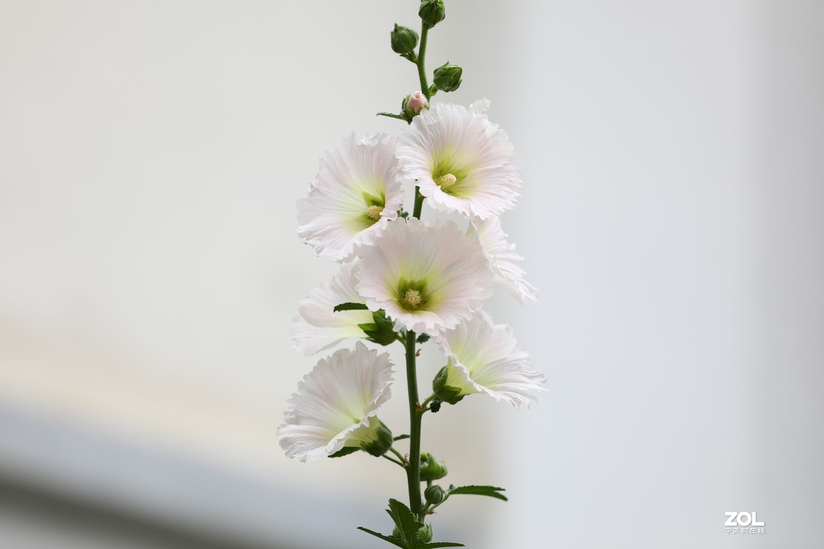 花卉（311）