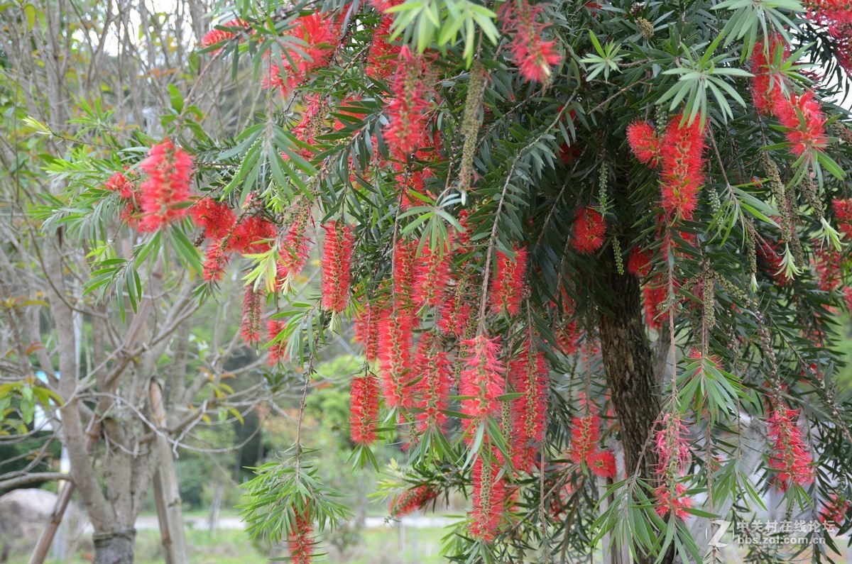 湿地公园的花和运动器械