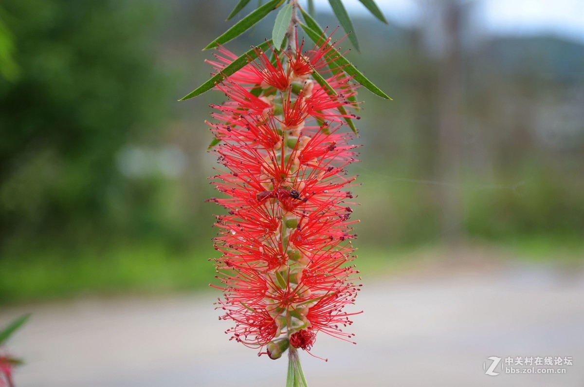 湿地公园的花和运动器械