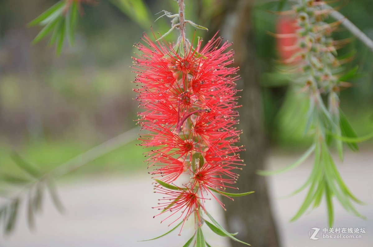 湿地公园的花和运动器械