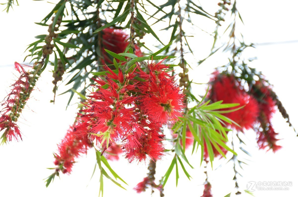 湿地公园的花和运动器械