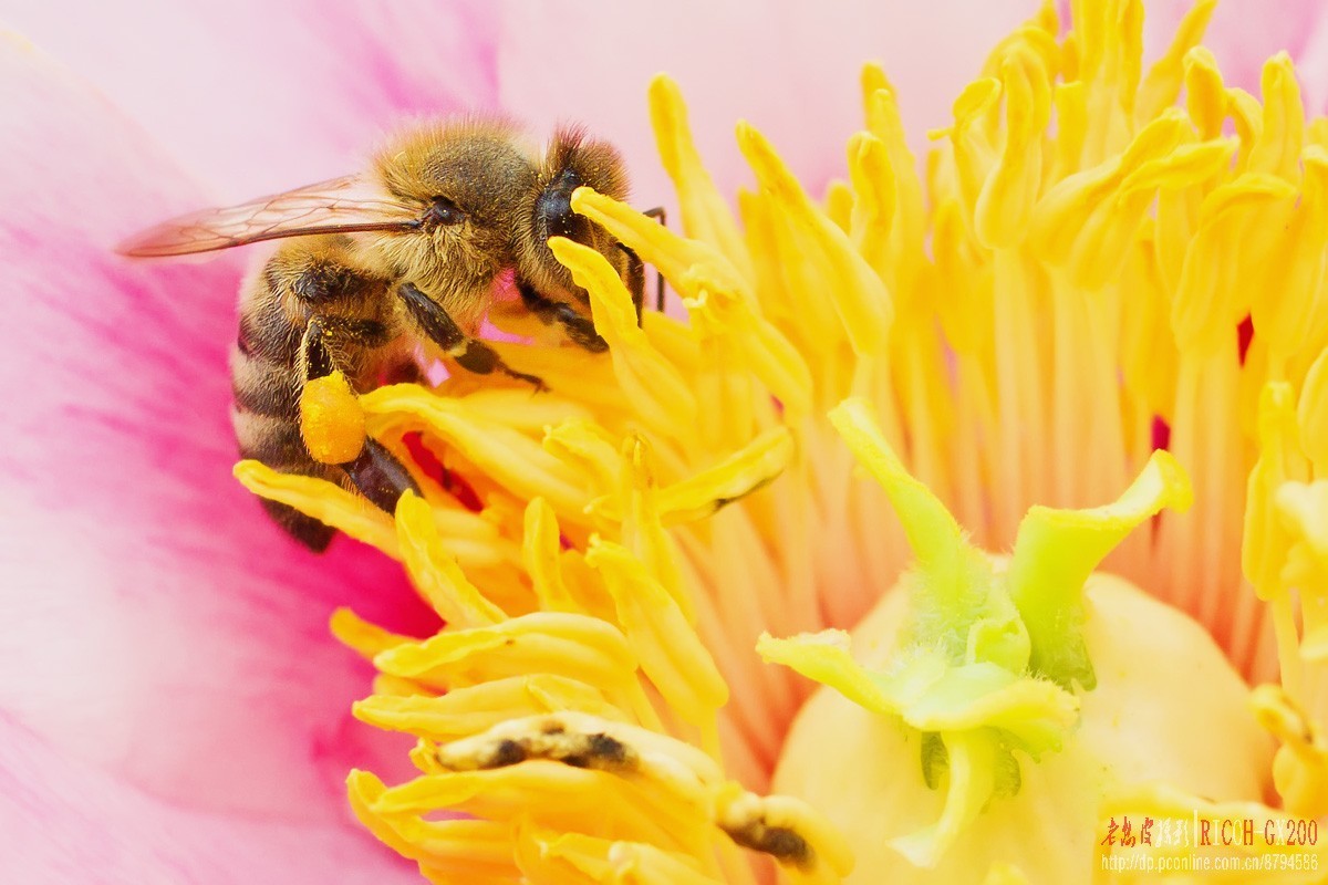 花期将尽的牡丹