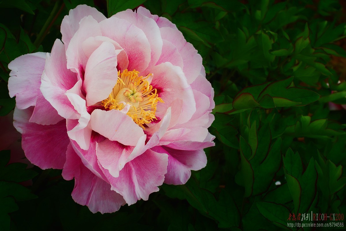 花期将尽的牡丹